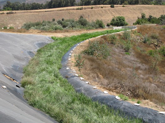 Another view of the vegetated filter strip at Bordiers Nursery, Somis.